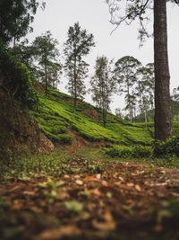 Trees in forest