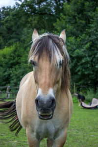 Close-up portrait of horse