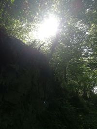 Low angle view of trees in forest against bright sun