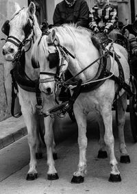 View of horse in street