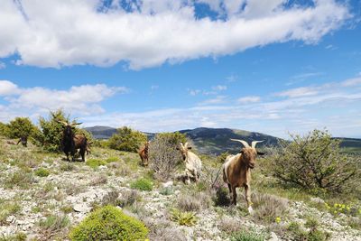 Horses in a field