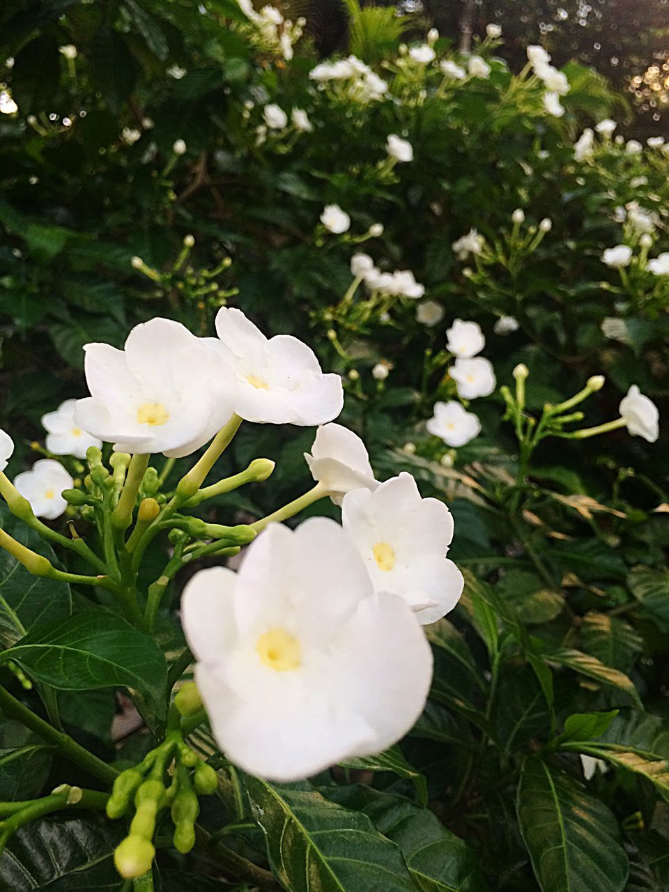 flower, white color, freshness, fragility, growth, petal, flower head, beauty in nature, leaf, nature, blooming, plant, white, high angle view, green color, blossom, in bloom, close-up, focus on foreground, no people