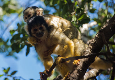Squirrel monkey - saimiri, cub on mother's back