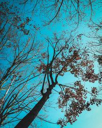 Low angle view of bare tree against blue sky