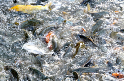 High angle view of fish swimming in sea