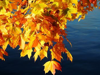 Close-up of maple tree during autumn