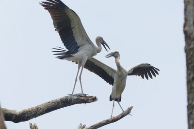 Low angle view of bird flying against clear sky