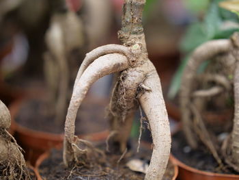 Close-up of mushroom growing on field