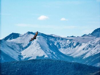 Eagle flying above mountains during winter