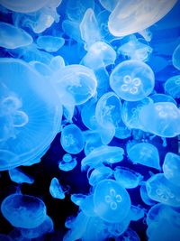 Close-up of jellyfish swimming underwater