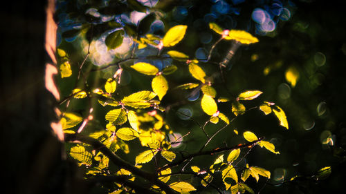 Close-up of yellow flowering plant