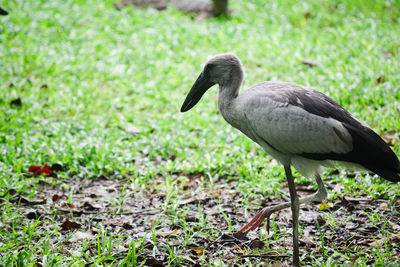 Close-up of a bird on field