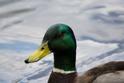 Close-up of a duck