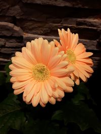 Close-up of flower blooming outdoors