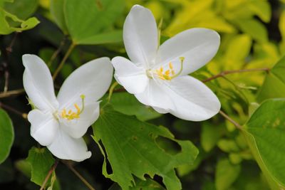 Close-up of white flowers blooming outdoors