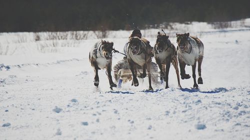 Horses standing on snow covered land