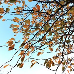 Low angle view of tree against sky