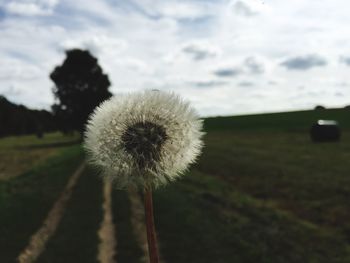 Close-up of flower on field against sky