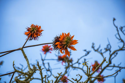 Low angle view of flowering plant against sky