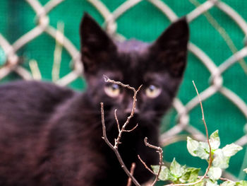 Close-up of a cat looking away