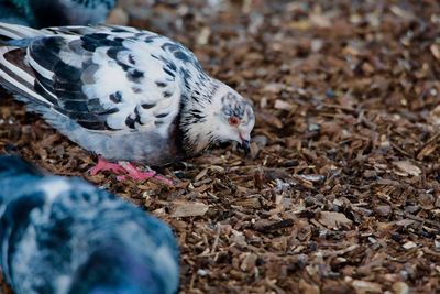 Close-up of a bird on field