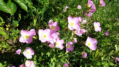 High angle view of pink flowering plants on field