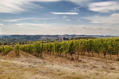 Vine grown in the chianti area in tuscany, italy.