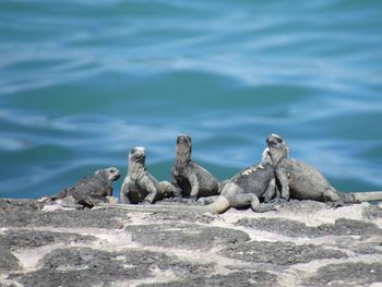 Iguana babies on rock by sea