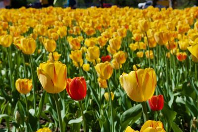 Close-up of yellow tulips in field