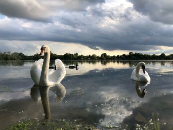 Swan floating on lake against sky