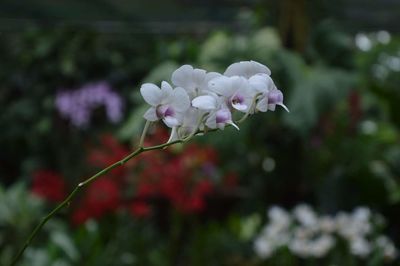 White flowers blooming on plant