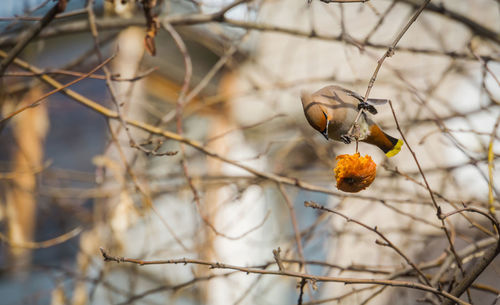 Close-up of fruit on tree