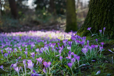 Purple crocus flowers on field during sunny day