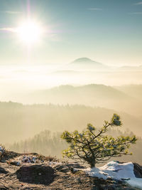 Snowy bush at rocky edge, chill misty morning in hilly landscape. misty winter day