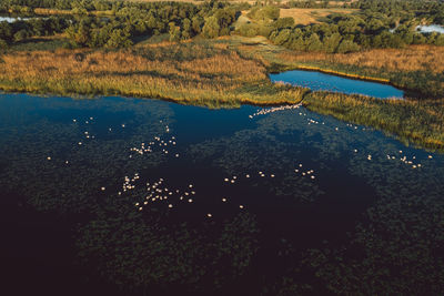 High angle view of lake along plants