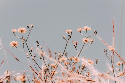 Low angle view of flowering plants against sky