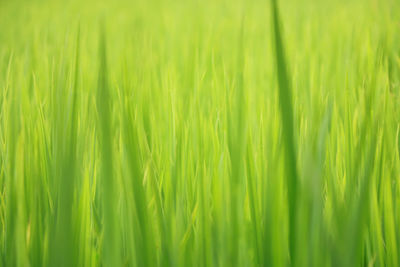 Full frame shot of crops growing on field