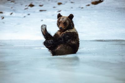 Close-up of bear sitting on land during winter