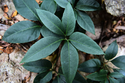 High angle view of leaves on field