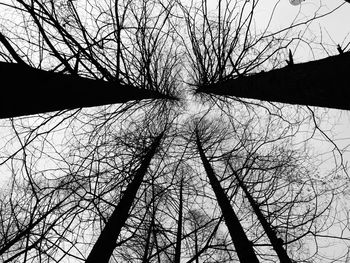 Low angle view of bare trees against the sky