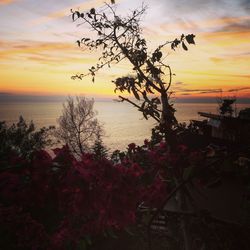 Silhouette tree by sea against sky during sunset