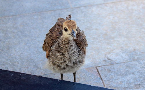 Bird perching on wall