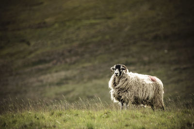 Sheep on field