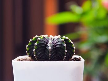 Close-up of small potted plant