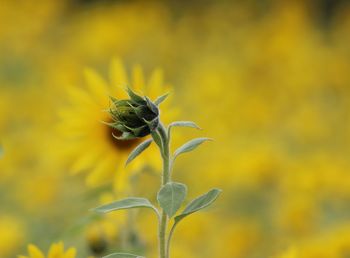 Close-up of yellow flowering plant