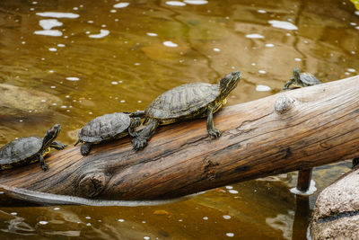High angle view of lizard on wood in lake