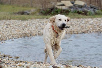 Pet dog running with stick in mouth by lakeside