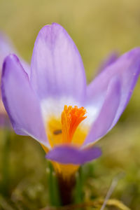 Close-up of purple crocus flower