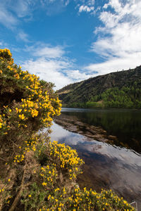 Yellow flowering plants by lake against sky