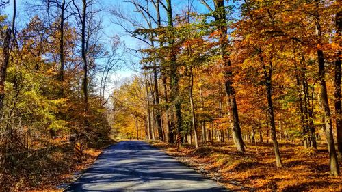 Road passing through forest